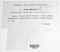Puccinia miyoshiana image